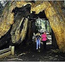 Two People walking through a Redwood Tree
