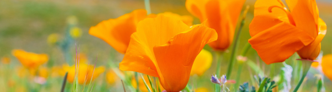 a banner image of some orange poppies in a grassy field