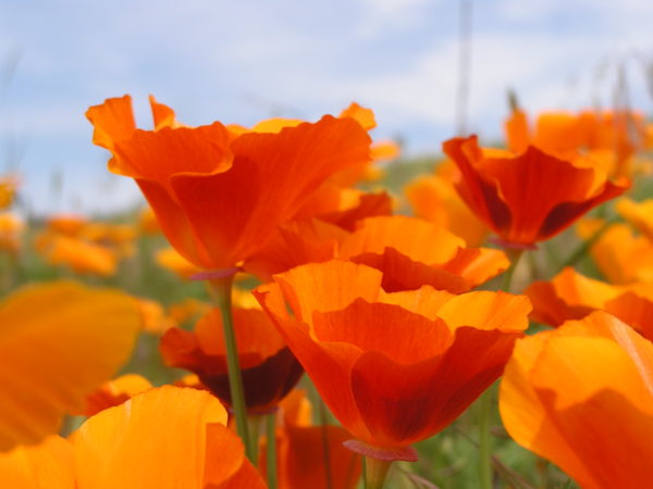 A field of California Poppies
